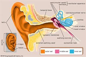 ear trumpet